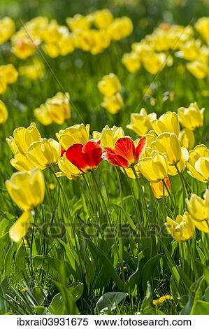 "Red and yellow tulips (Tulipa), Hesse, Germany, Europe" View Large Photo Image Stock Photography - "Red and yellow tulips (Tulipa), Hesse, Germany, Europe". Fotosearch