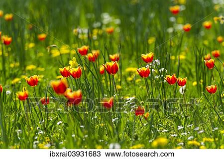 "Red and yellow tulips (Tulipa) on a flower meadow, Hesse, Germany, Europe" View Large Photo Image Stock Image - "Red and yellow tulips (Tulipa) on a flower meadow, Hesse, Germany, Europe". Fotosearch
