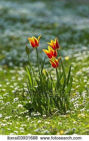 "Red and yellow tulips (Tulipa) on a flower meadow, Hesse, Germany, Europe" View Large Photo Image Stock Photo - "Red and yellow tulips (Tulipa) on a flower meadow, Hesse, Germany, Europe". Fotosearch