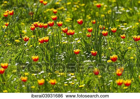 "Red and yellow tulips (Tulipa) on a flower meadow, Hesse, Germany, Europe" View Large Photo Image Stock Photograph - "Red and yellow tulips (Tulipa) on a flower meadow, Hesse, Germany, Europe". Fotosearch