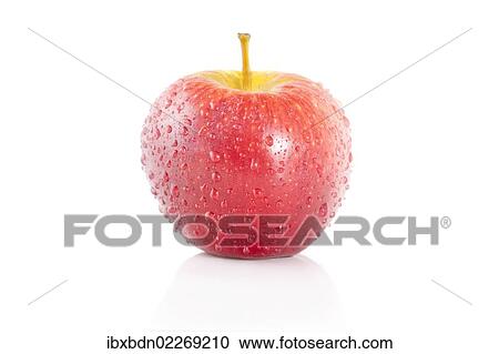 "Red apple, Cripps Pink or Pink Lady, with water droplets" View Large Photo Image Stock Image - "Red apple, Cripps Pink or Pink Lady, with water droplets". Fotosearch