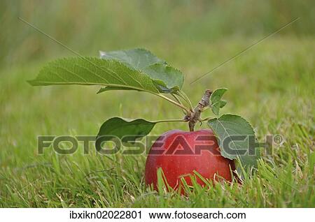 Red apple lying on the grass View Large Photo Image Stock Image - Red apple lying on the grass. Fotosearch