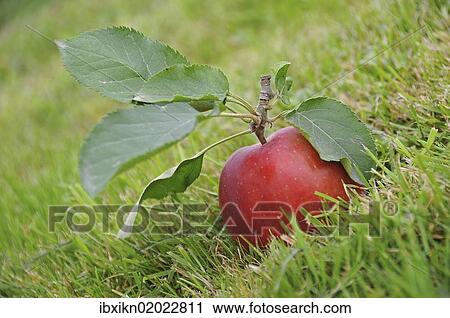 Red apple lying on the grass View Large Photo Image Stock Image - Red apple lying on the grass. Fotosearch