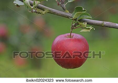 Red apple on a branch View Large Photo Image Stock Image - Red apple on a branch. Fotosearch