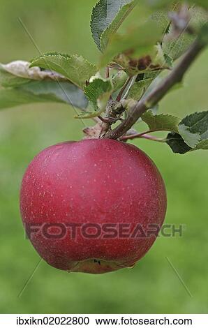 Red apple on a twig View Large Photo Image Stock Image - Red apple on a twig. Fotosearch
