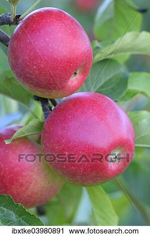 "Red apples, Braeburn cultivar, Baden-Wurttemberg, Germany, Europe" View Large Photo Image Stock Image - "Red apples, Braeburn cultivar, Baden-Wurttemberg, Germany, Europe". Fotosearch