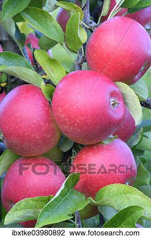 "Red apples, Braeburn cultivar, Baden-Wurttemberg, Germany, Europe" View Large Photo Image Stock Image - "Red apples, Braeburn cultivar, Baden-Wurttemberg, Germany, Europe". Fotosearch