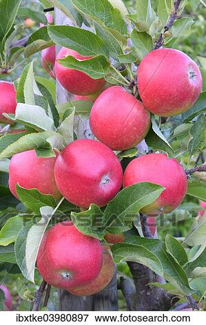 Stock Photo - "Red apples, Braeburn cultivar, Baden-Wurttemberg, Germany, Europe". Fotosearch