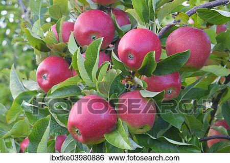 "Red apples, Braeburn cultivar, Baden-Wurttemberg, Germany, Europe" View Large Photo Image Stock Photograph - "Red apples, Braeburn cultivar, Baden-Wurttemberg, Germany, Europe". Fotosearch