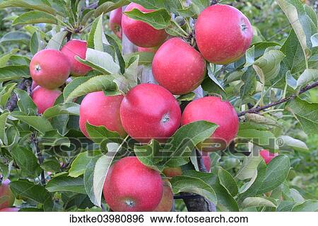 "Red apples, Braeburn cultivar, Baden-Wurttemberg, Germany, Europe" View Large Photo Image Stock Photograph - "Red apples, Braeburn cultivar, Baden-Wurttemberg, Germany, Europe". Fotosearch