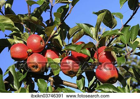 "Red apples hanging on a tree, Germany, Europe" View Large Photo Image Stock Image - "Red apples hanging on a tree, Germany, Europe". Fotosearch
