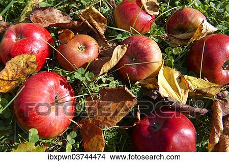 "Red apples lying on grass, windfall" View Large Photo Image Picture - "Red apples lying on grass, windfall". Fotosearch