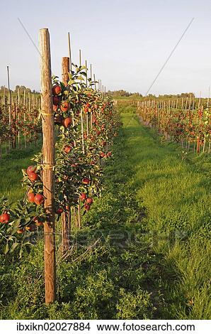 "Red apples (Malus domestica) growing in an apple orchard, Altes Land region, Germany, Europe" View Large Photo Image Picture - "Red apples (Malus domestica) growing in an apple orchard, Altes Land region, Germany, Europe". Fotosearch