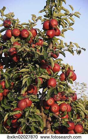"Red apples (Malus domestica) growing in an apple orchard, Altes Land region, Germany, Europe" View Large Photo Image Stock Image - "Red apples (Malus domestica) growing in an apple orchard, Altes Land region, Germany, Europe". Fotosearch