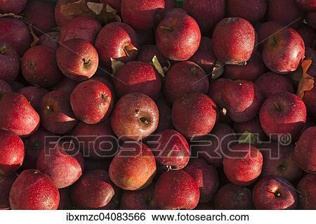 Red apples with dewdrops View Large Photo Image Stock Photograph - Red apples with dewdrops. Fotosearch