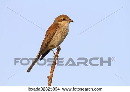 "Red-backed Shrike (Lanius collurio), female perched on twig, Hansag, Andau, Lake Neusiedl, Burgenland, Austria, Europe" View Large Photo Image Picture - "Red-backed Shrike (Lanius collurio), female perched on twig, Hansag, Andau, Lake Neusiedl, Burgenland, Austria, Europe". Fotosearch