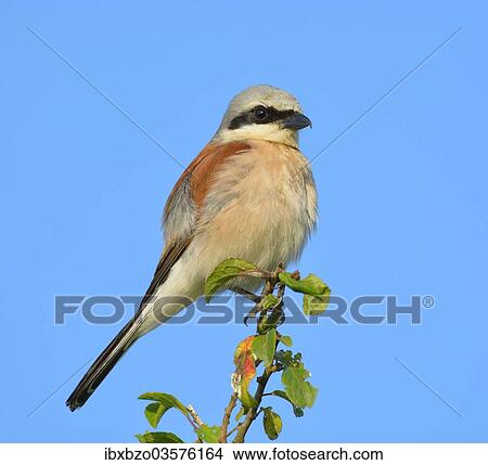 Picture - "Red-backed Shrike (Lanius collurio), male perched on twig, Biosphere Reserve Swabian Alb, Baden-Wurttemberg, Germany, Europe". Fotosearch