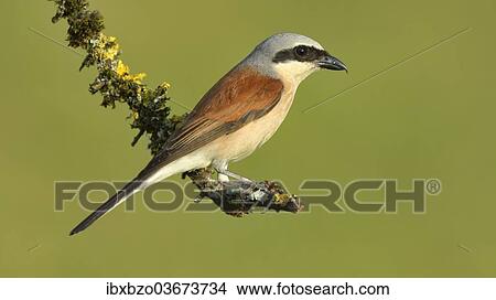 "Red-backed Shrike (Lanius collurio), male perched on a twig, Swabian Alb biosphere reserve, Baden-Wurttemberg, Germany, Europe" View Large Photo Image Picture - "Red-backed Shrike (Lanius collurio), male perched on a twig, Swabian Alb biosphere reserve, Baden-Wurttemberg, Germany, Europe". Fotosearch
