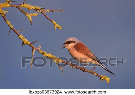 "Red-backed Shrike (Lanius collurio), male perched on a twig, Swabian Alb biosphere reserve, Baden-Wurttemberg, Germany, Europe" View Large Photo Image Picture - "Red-backed Shrike (Lanius collurio), male perched on a twig, Swabian Alb biosphere reserve, Baden-Wurttemberg, Germany, Europe". Fotosearch