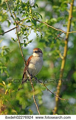 Picture - "Red-backed Shrike (Lanius collurio), female, Burgenland, Austria, Europe". Fotosearch