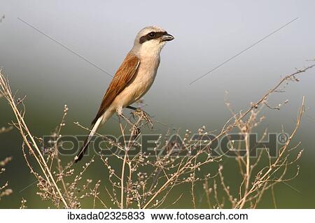 Stock Image - "Red-backed Shrike (Lanius collurio), male perched on twig, Hansag, Andau, Lake Neusiedl, Burgenland, Austria, Europe". Fotosearch