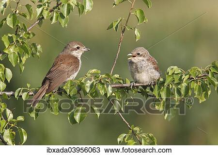 "Red-backed shrike (Lanius collurio), female with young, Burgenland, Austria, Europe" View Large Photo Image Stock Image - "Red-backed shrike (Lanius collurio), female with young, Burgenland, Austria, Europe". Fotosearch