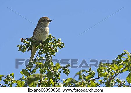"Red-backed Shrike (Lanius collurio), female, Burgenland, Austria, Europe" View Large Photo Image Stock Image - "Red-backed Shrike (Lanius collurio), female, Burgenland, Austria, Europe". Fotosearch