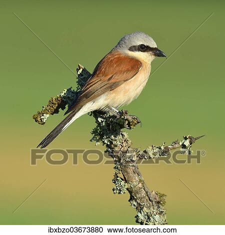 "Red-backed Shrike (Lanius collurio), male perched on a twig, Swabian Alb biosphere reserve, Baden-Wurttemberg, Germany, Europe" View Large Photo Image Stock Image - "Red-backed Shrike (Lanius collurio), male perched on a twig, Swabian Alb biosphere reserve, Baden-Wurttemberg, Germany, Europe". Fotosearch