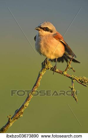 "Red-backed Shrike (Lanius collurio), male perched on a twig, Swabian Alb biosphere reserve, Baden-Wurttemberg, Germany, Europe" View Large Photo Image Stock Image - "Red-backed Shrike (Lanius collurio), male perched on a twig, Swabian Alb biosphere reserve, Baden-Wurttemberg, Germany, Europe". Fotosearch