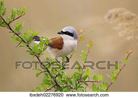 "Red-backed Shrike (Lanius collurio), male, Burgenland, Austria, Europe" View Large Photo Image Stock Image - "Red-backed Shrike (Lanius collurio), male, Burgenland, Austria, Europe". Fotosearch