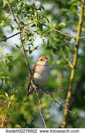 "Red-backed Shrike (Lanius collurio), female, Burgenland, Austria, Europe" View Large Photo Image Stock Image - "Red-backed Shrike (Lanius collurio), female, Burgenland, Austria, Europe". Fotosearch