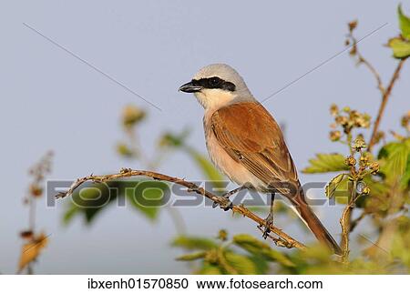 Stock Image - Red-backed Shrike (Lanius collurio). Fotosearch