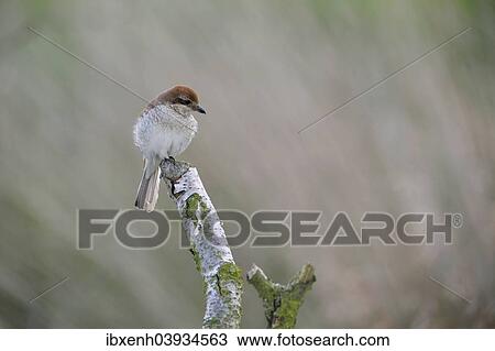 "Red-backed Shrike (Lanius collurio), female, Emsland, Lower Saxony, Germany, Europe" View Large Photo Image Stock Image - "Red-backed Shrike (Lanius collurio), female, Emsland, Lower Saxony, Germany, Europe". Fotosearch