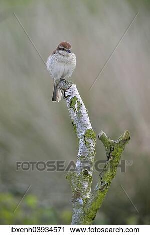 "Red-backed Shrike (Lanius collurio), female, Emsland, Lower Saxony, Germany, Europe" View Large Photo Image Stock Image - "Red-backed Shrike (Lanius collurio), female, Emsland, Lower Saxony, Germany, Europe". Fotosearch