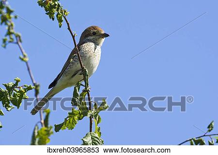 "Red-backed Shrike (Lanius collurio), female, Burgenland, Austria, Europe" View Large Photo Image Stock Image - "Red-backed Shrike (Lanius collurio), female, Burgenland, Austria, Europe". Fotosearch