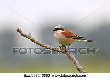 "Red-backed Shrike (Lanius collurio), male, perched on branch, Illmitz, Burgenland, Austria, Europe" View Large Photo Image Stock Image - "Red-backed Shrike (Lanius collurio), male, perched on branch, Illmitz, Burgenland, Austria, Europe". Fotosearch
