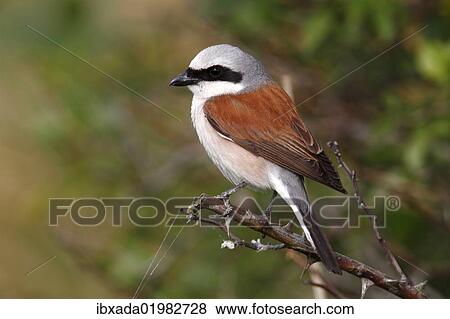 "Red-backed Shrike (Lanius collurio), male, perched on a twig, Apetlon, Lake Neusiedl, Burgenland, Austria, Europe" View Large Photo Image Stock Photo - "Red-backed Shrike (Lanius collurio), male, perched on a twig, Apetlon, Lake Neusiedl, Burgenland, Austria, Europe". Fotosearch