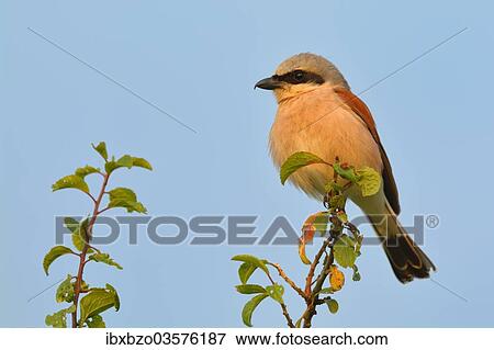 "Red-backed Shrike (Lanius collurio), male, perched on twig, Biosphere Reserve Swabian Alb, Baden-Wurttemberg, Germany, Europe" View Large Photo Image Stock Photo - "Red-backed Shrike (Lanius collurio), male, perched on twig, Biosphere Reserve Swabian Alb, Baden-Wurttemberg, Germany, Europe". Fotosearch