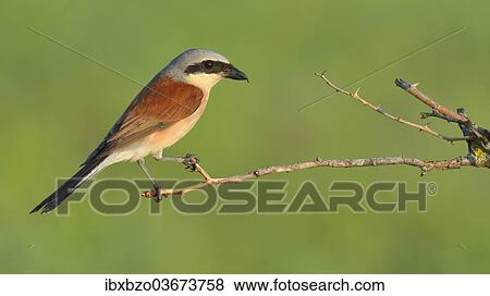 "Red-backed Shrike (Lanius collurio), male perched on a twig, Swabian Alb biosphere reserve, Baden-Wurttemberg, Germany, Europe" View Large Photo Image Stock Photo - "Red-backed Shrike (Lanius collurio), male perched on a twig, Swabian Alb biosphere reserve, Baden-Wurttemberg, Germany, Europe". Fotosearch