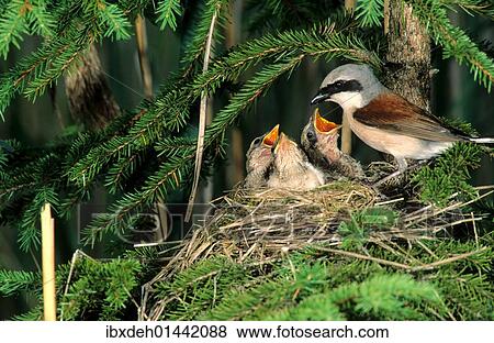 "Red-backed Shrike (Lanius collurio), male feeding young birds in the nest, Allgaeu, Bavaria, Germany, Europe" View Large Photo Image Stock Photo - "Red-backed Shrike (Lanius collurio), male feeding young birds in the nest, Allgaeu, Bavaria, Germany, Europe". Fotosearch