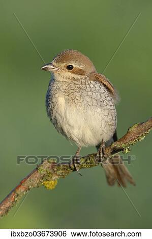 "Red-backed Shrike (Lanius collurio), female perched on a twig, Swabian Alb biosphere reserve, Baden-Wurttemberg, Germany, Europe" View Large Photo Image Stock Photograph - "Red-backed Shrike (Lanius collurio), female perched on a twig, Swabian Alb biosphere reserve, Baden-Wurttemberg, Germany, Europe". Fotosearch