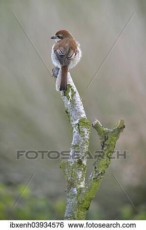 "Red-backed Shrike (Lanius collurio), female, Emsland, Lower Saxony, Germany, Europe" View Large Photo Image Stock Photograph - "Red-backed Shrike (Lanius collurio), female, Emsland, Lower Saxony, Germany, Europe". Fotosearch