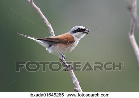 "Red-backed Shrike (Lanius collurio), male with insect prey in its beak" View Large Photo Image Stock Photography - "Red-backed Shrike (Lanius collurio), male with insect prey in its beak". Fotosearch