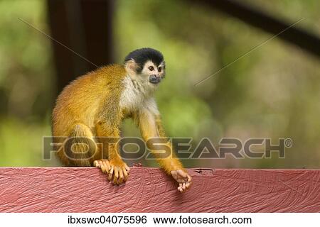 "Red-backed Squirrel Monkey (Saimiri oerstedii) sitting on a bar, Puntarenas Province, Costa Rica, North America" View Large Photo Image Stock Photograph - "Red-backed Squirrel Monkey (Saimiri oerstedii) sitting on a bar, Puntarenas Province, Costa Rica, North America". Fotosearch
