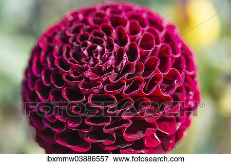 "Red Ball Dahlia (Dahlia), Germany, Europe" View Large Photo Image Stock Photo - "Red Ball Dahlia (Dahlia), Germany, Europe". Fotosearch