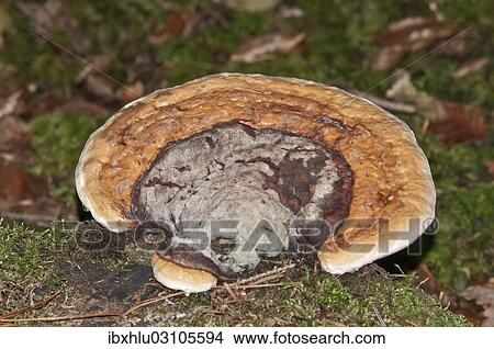 Picture - "Red Banded Polypore (Fomitopsis pinicola), Untergroningen, Abtsgmuend, Baden-Wurttemberg, Germany, Europe". Fotosearch