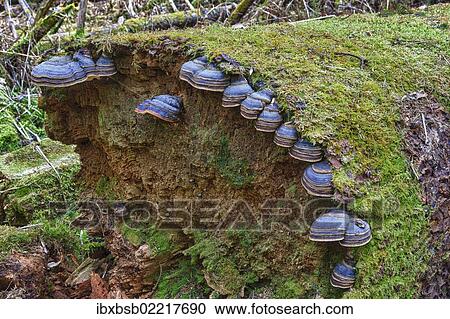 "Red banded polypore (Fomitopsis pinicola) on a tree trunk, protective forest, near Steinhausen, Baden-Wuerttemberg, Germany, Europe" View Large Photo Image Stock Image - "Red banded polypore (Fomitopsis pinicola) on a tree trunk, protective forest, near Steinhausen, Baden-Wuerttemberg, Germany, Europe". Fotosearch