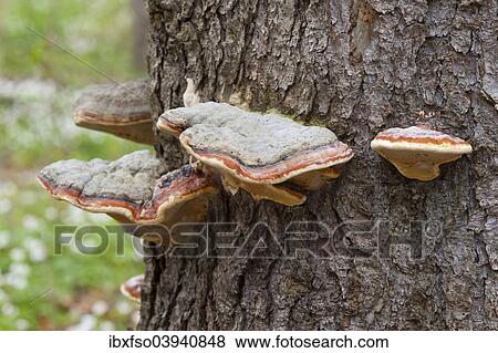 Stock Photo - "Red Banded Polypore (Fomitopsis pinicola), Hainich National Park, Thuringia, Germany, Europe". Fotosearch