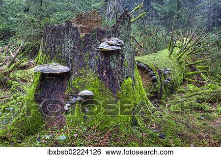 "Red Banded Polypore (Fomitopsis pinicola) on a tree trunk, moss, spruce forest, protected forest, near Steinhausen, Baden-Wuerttemberg, Germany, Europe" View Large Photo Image Stock Photograph - "Red Banded Polypore (Fomitopsis pinicola) on a tree trunk, moss, spruce forest, protected forest, near Steinhausen, Baden-Wuerttemberg, Germany, Europe". Fotosearch