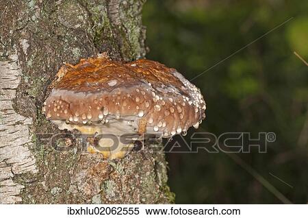 Stock Photography - "Red Banded Polypore (Fomitopsis pinicola), Untergroeningen, Baden-Wuerttemberg, Germany, Europe". Fotosearch